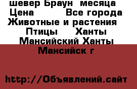 шевер Браун 2месяца › Цена ­ 200 - Все города Животные и растения » Птицы   . Ханты-Мансийский,Ханты-Мансийск г.